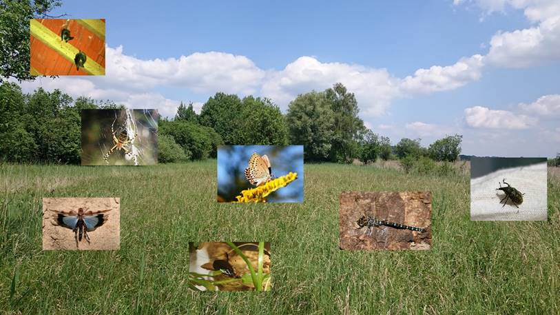 Ein Bild, das Gras, drau�en, Text, Wolke enth�lt.

KI-generierte Inhalte k�nnen fehlerhaft sein.